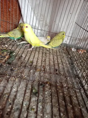 Budgerigar Bird