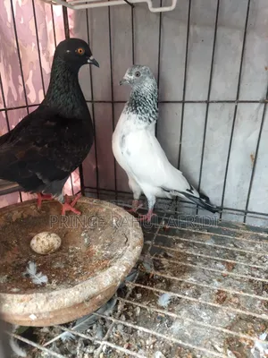 Pigeons with eggs for sale