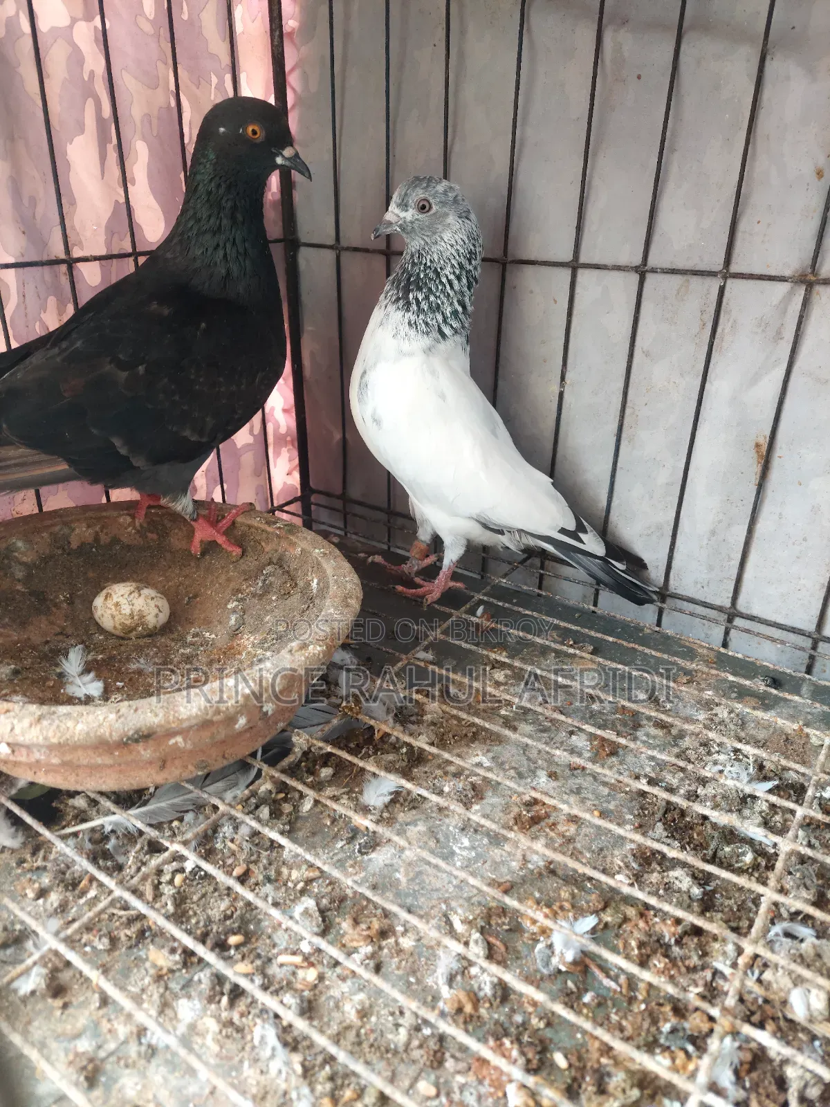 Pigeons with eggs for sale