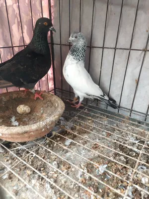 Pigeons with eggs for sale