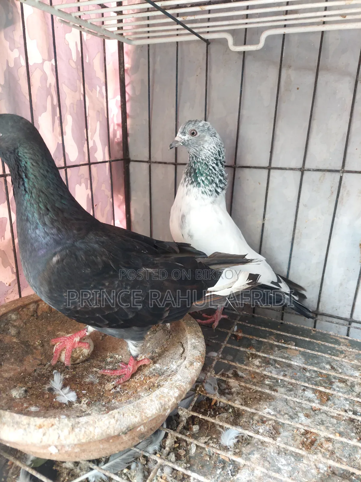 Pigeons with eggs for sale