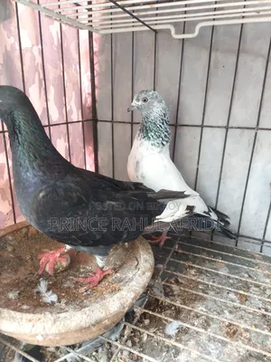 Pigeons with eggs for sale