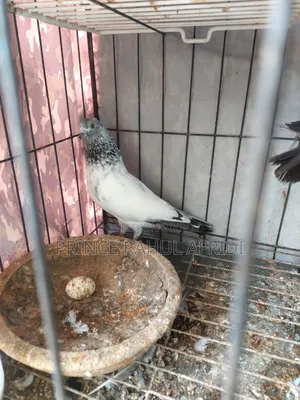 Pigeons with eggs for sale