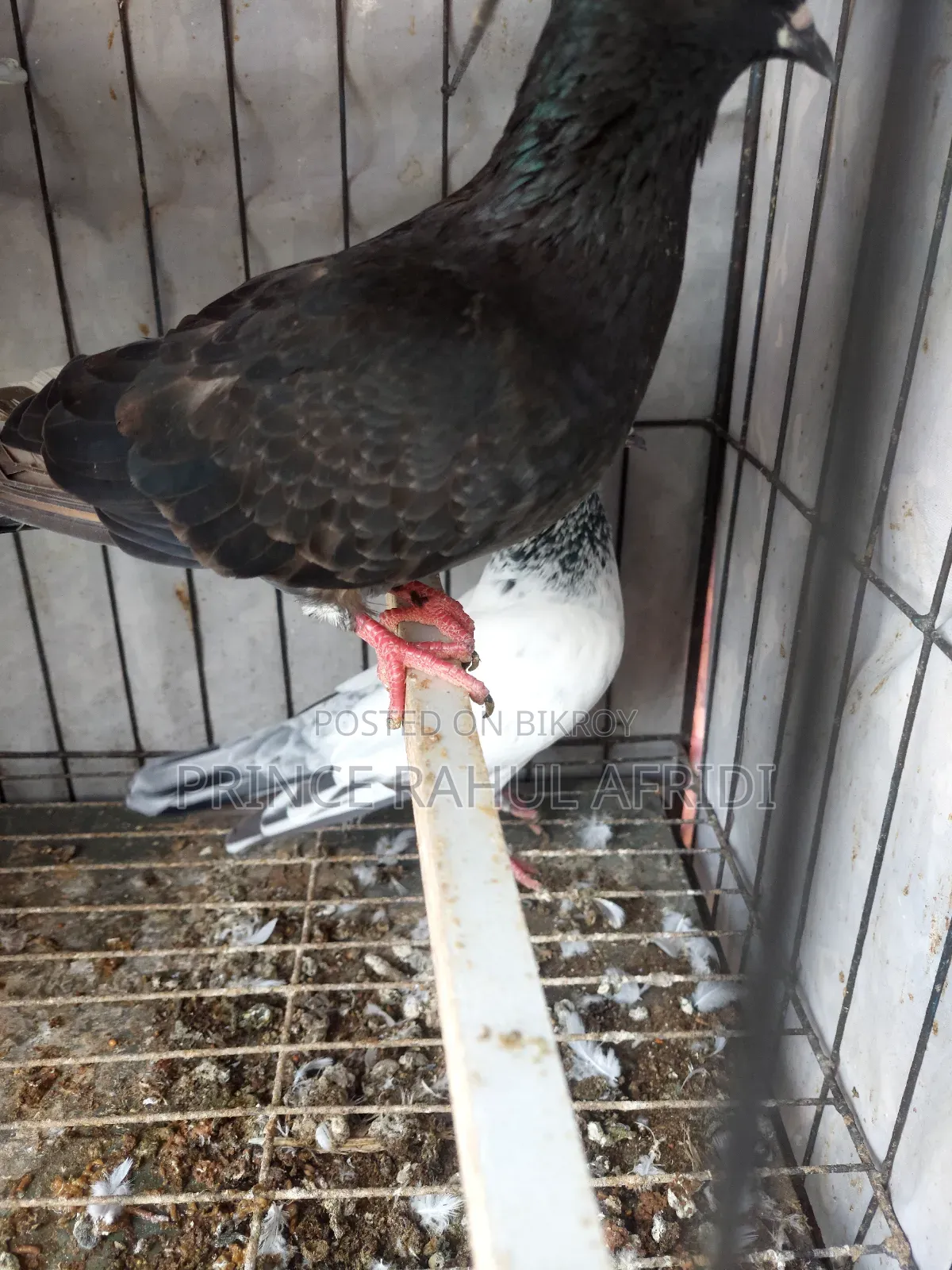 Pigeons with eggs for sale