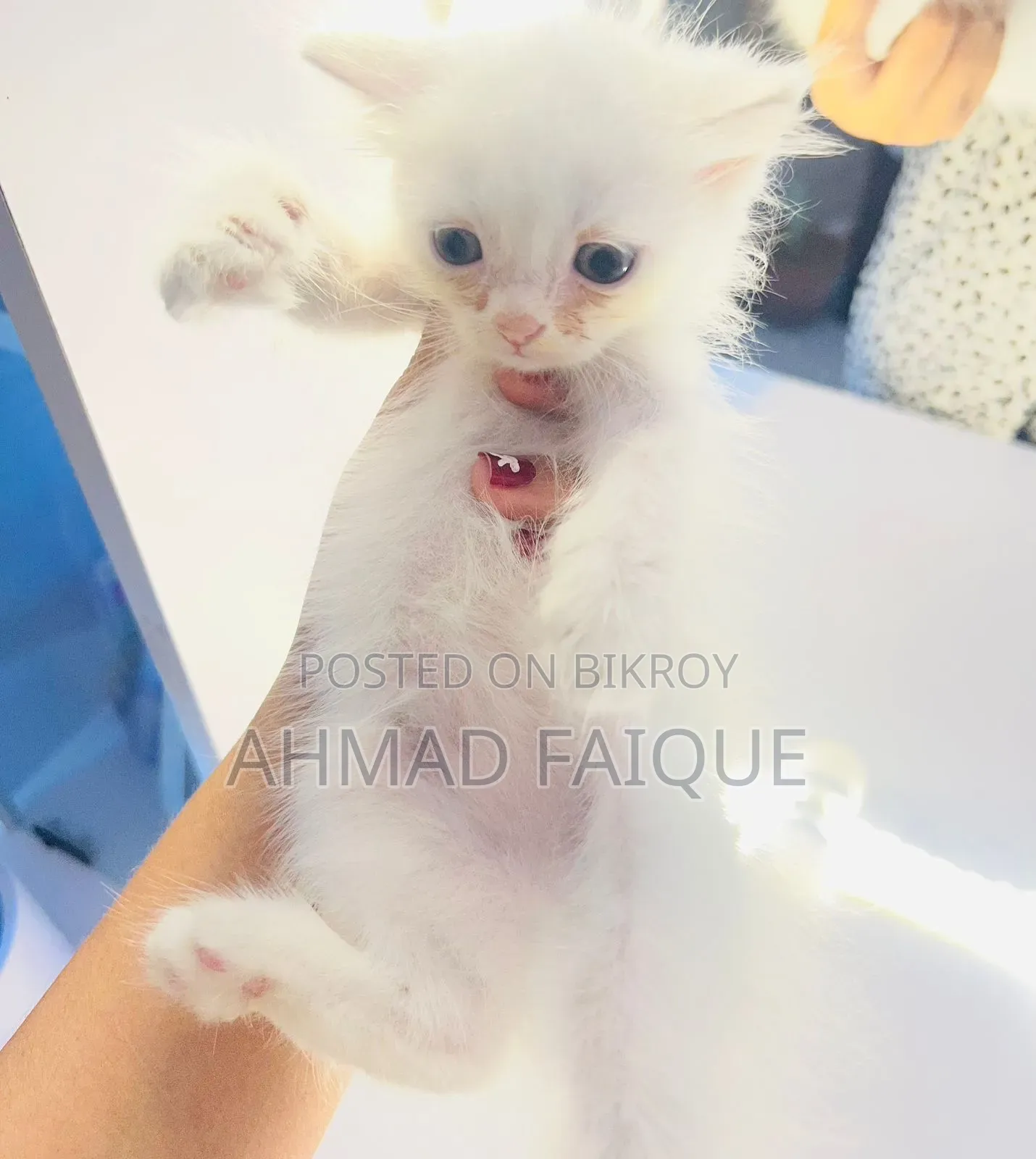 1-3 Months Female Mixed Breed Persian