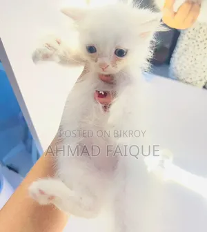 1-3 Months Female Mixed Breed Persian