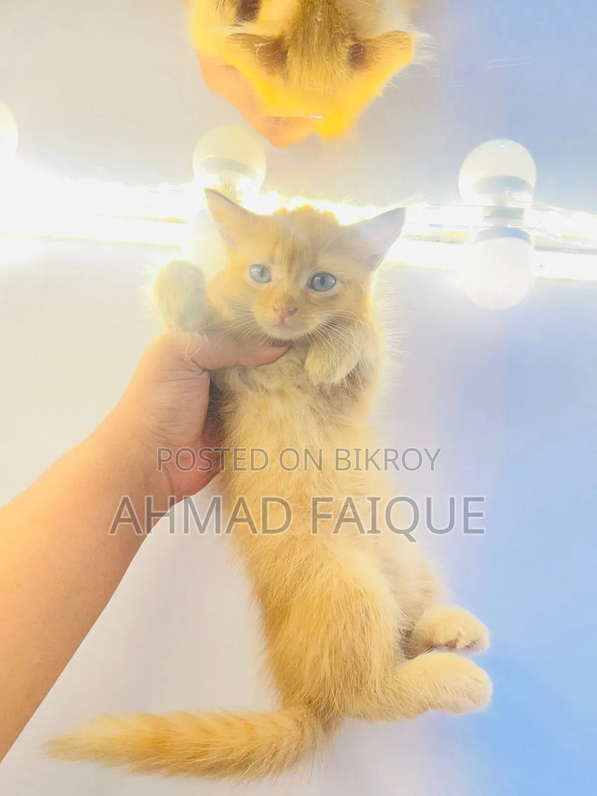 1-3 Months Female Mixed Breed Persian