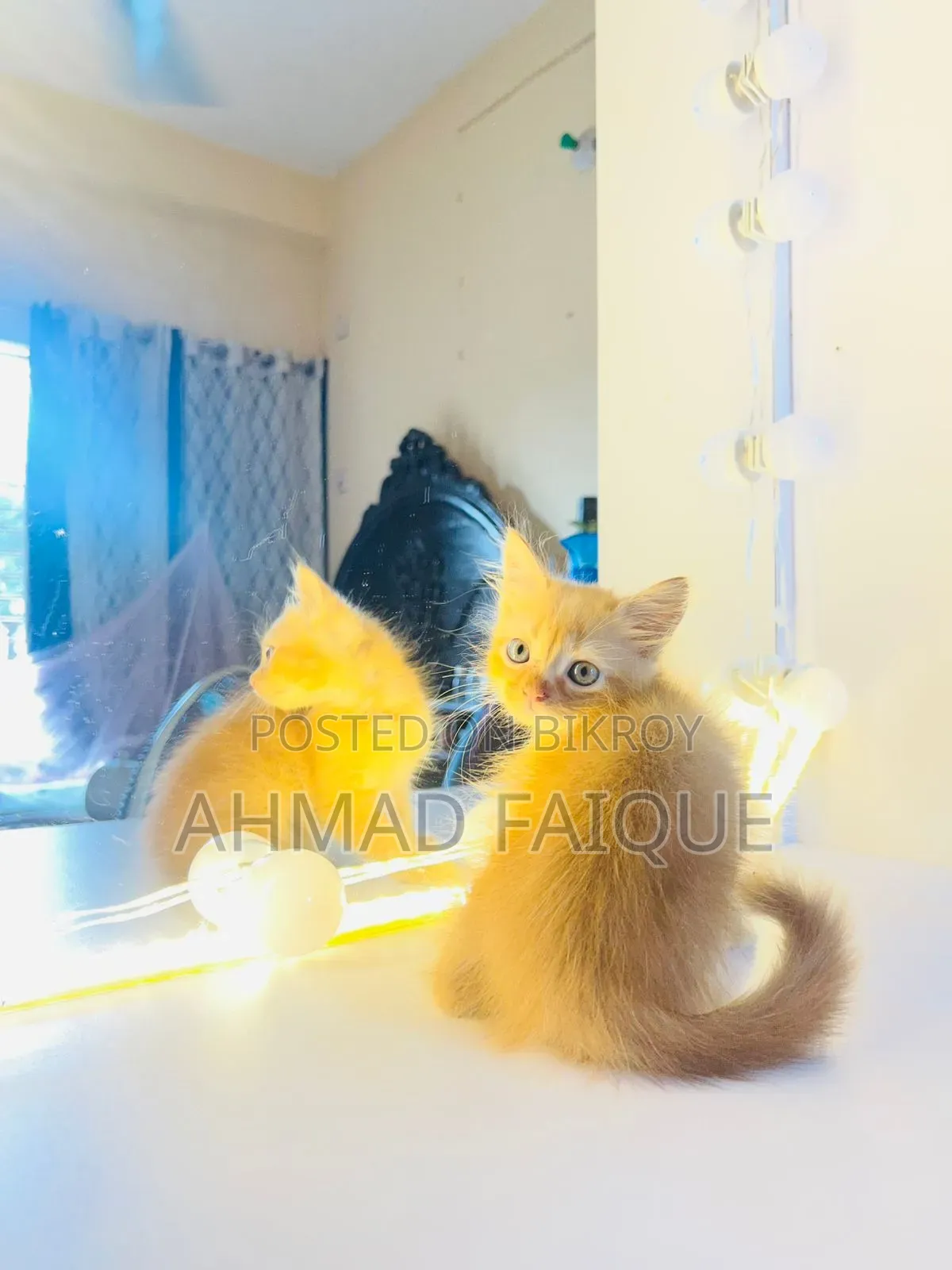 1-3 Months Female Mixed Breed Persian