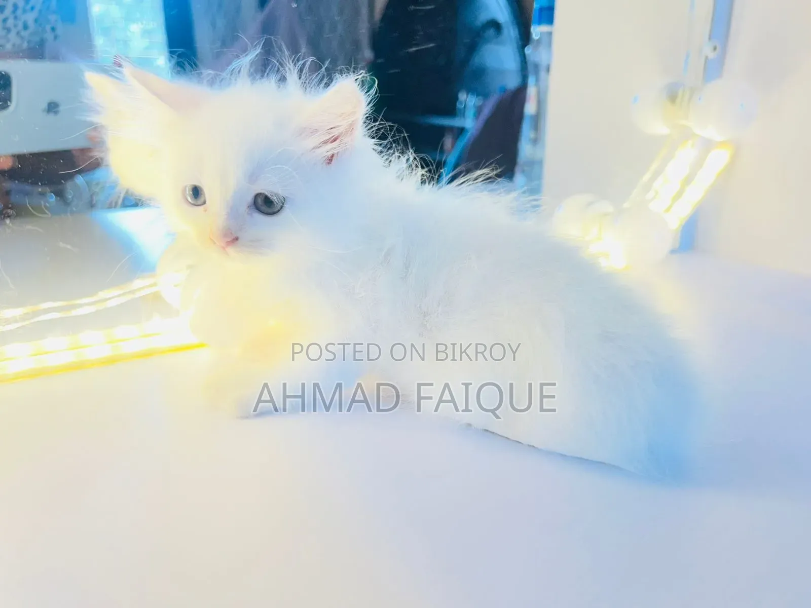 1-3 Months Female Mixed Breed Persian