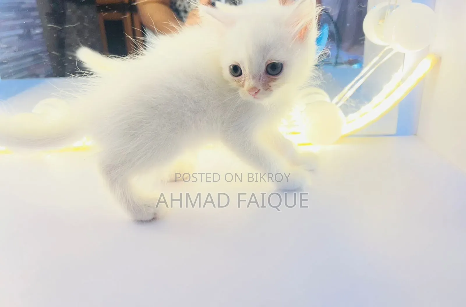 1-3 Months Female Mixed Breed Persian