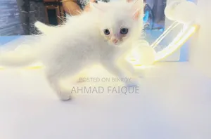 1-3 Months Female Mixed Breed Persian