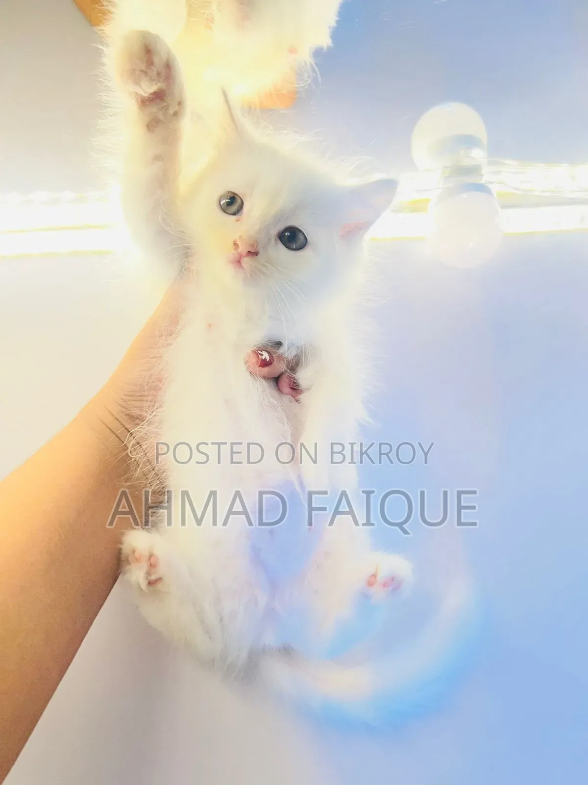 1-3 Months Female Mixed Breed Persian