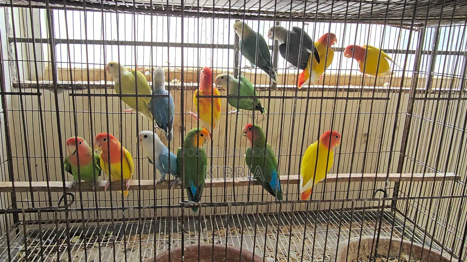 Some Lovebirds and Cockatiel birds for sale