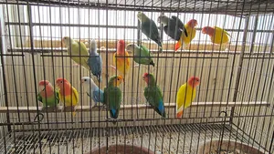 Some Lovebirds and Cockatiel birds for sale