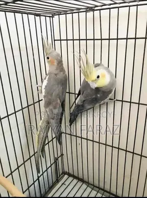 Cockatiel Birds