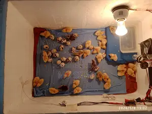 70 Egg Auto Roller Tray Incubator