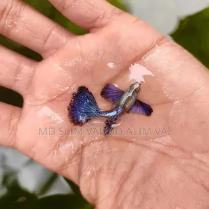 আমাদের কাছে ভালো ভালো কোয়ালিটির একুরিয়াম ফিস পাবেন