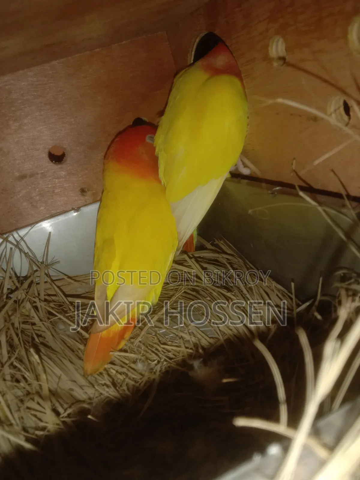 Running Pair