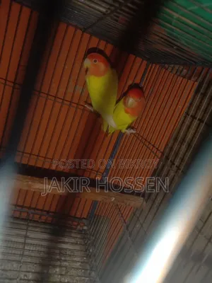 Running Pair