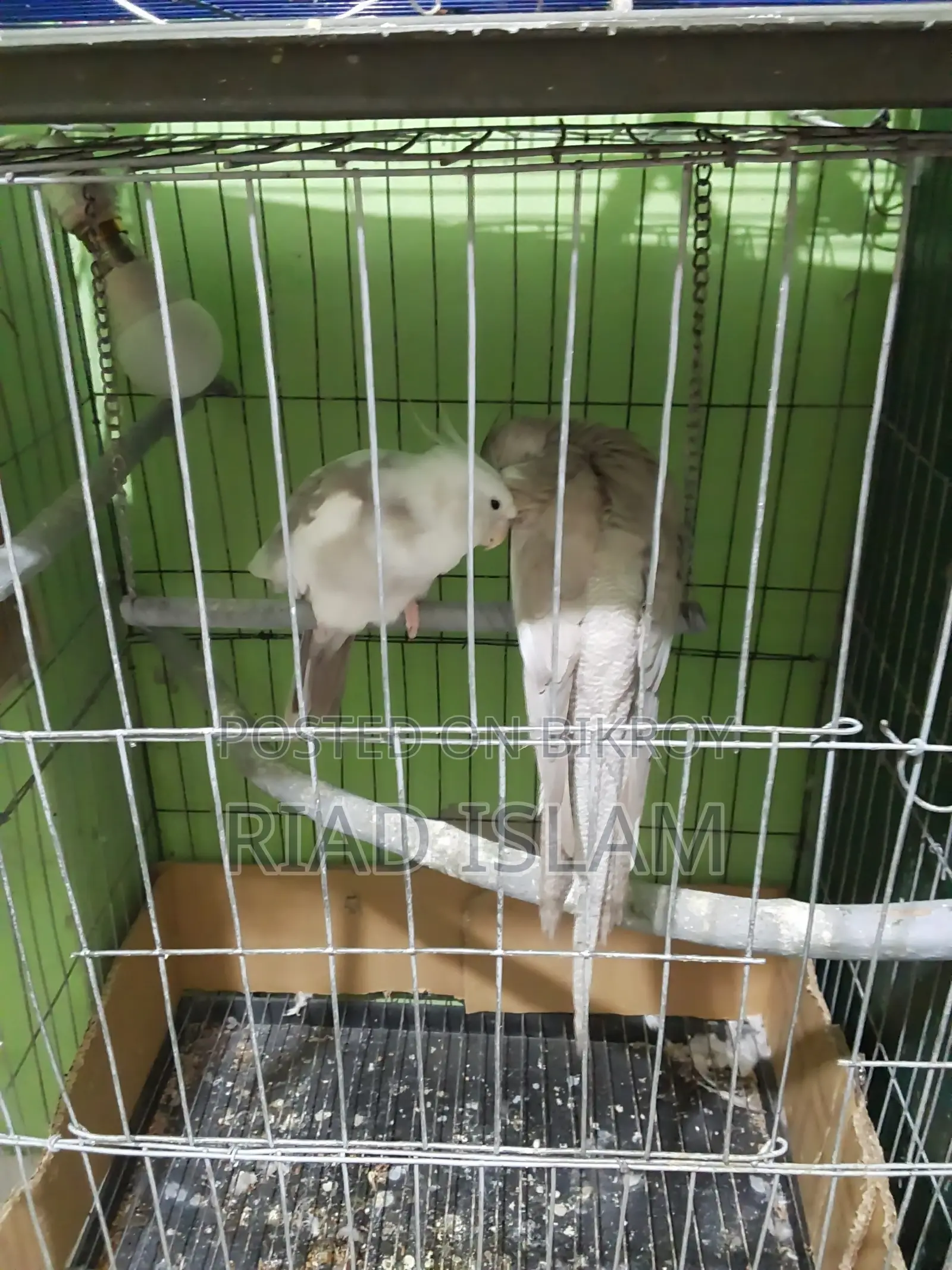 Cockatiel bird for sale