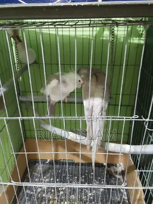 Cockatiel bird for sale