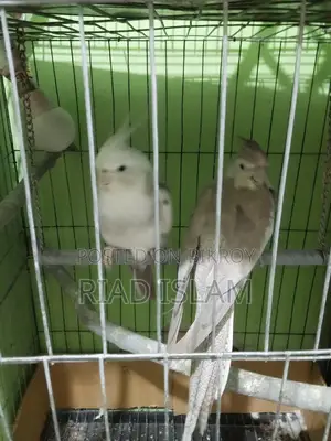 Cockatiel bird for sale