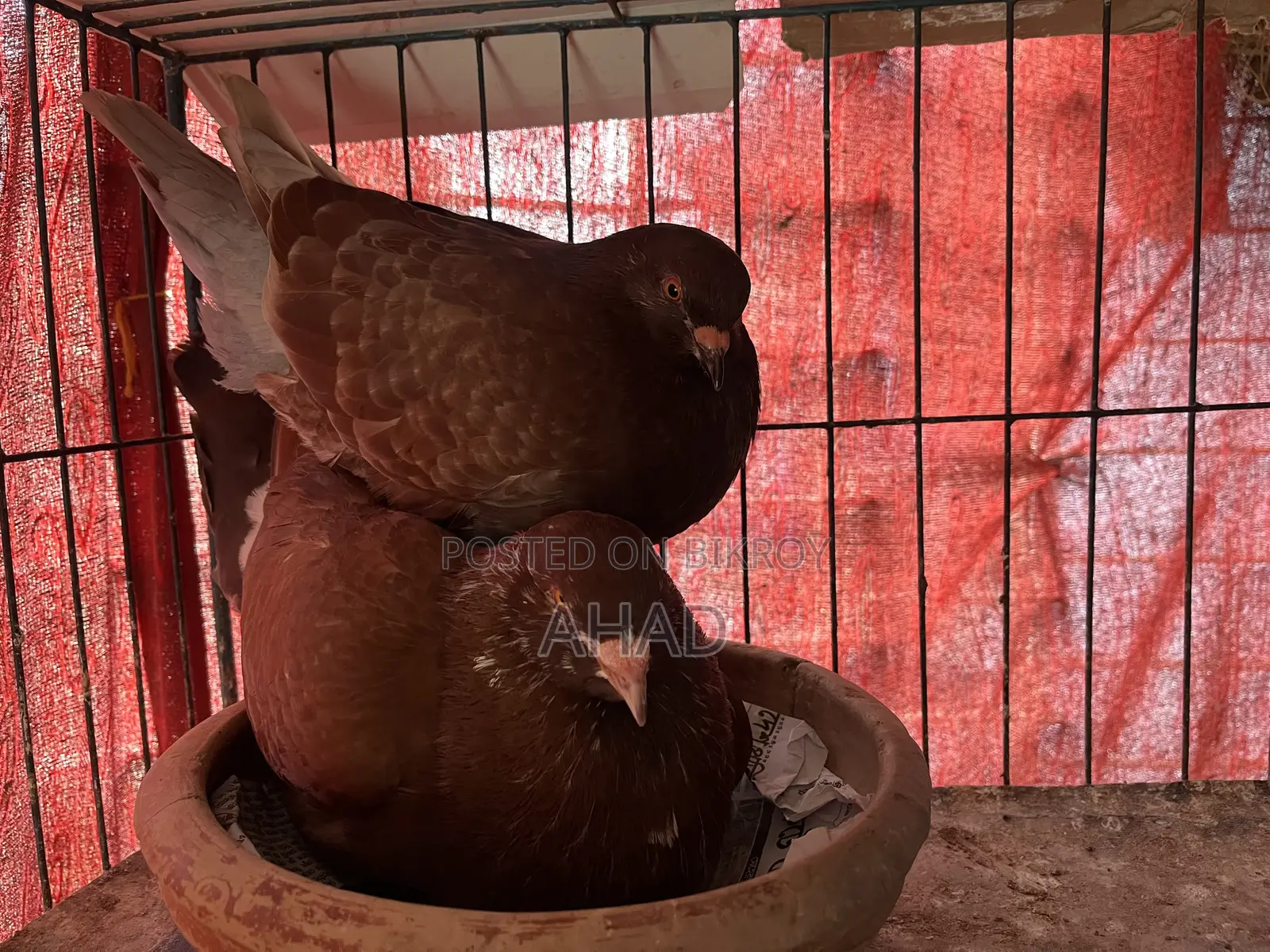 King Pigeon King Kobutor