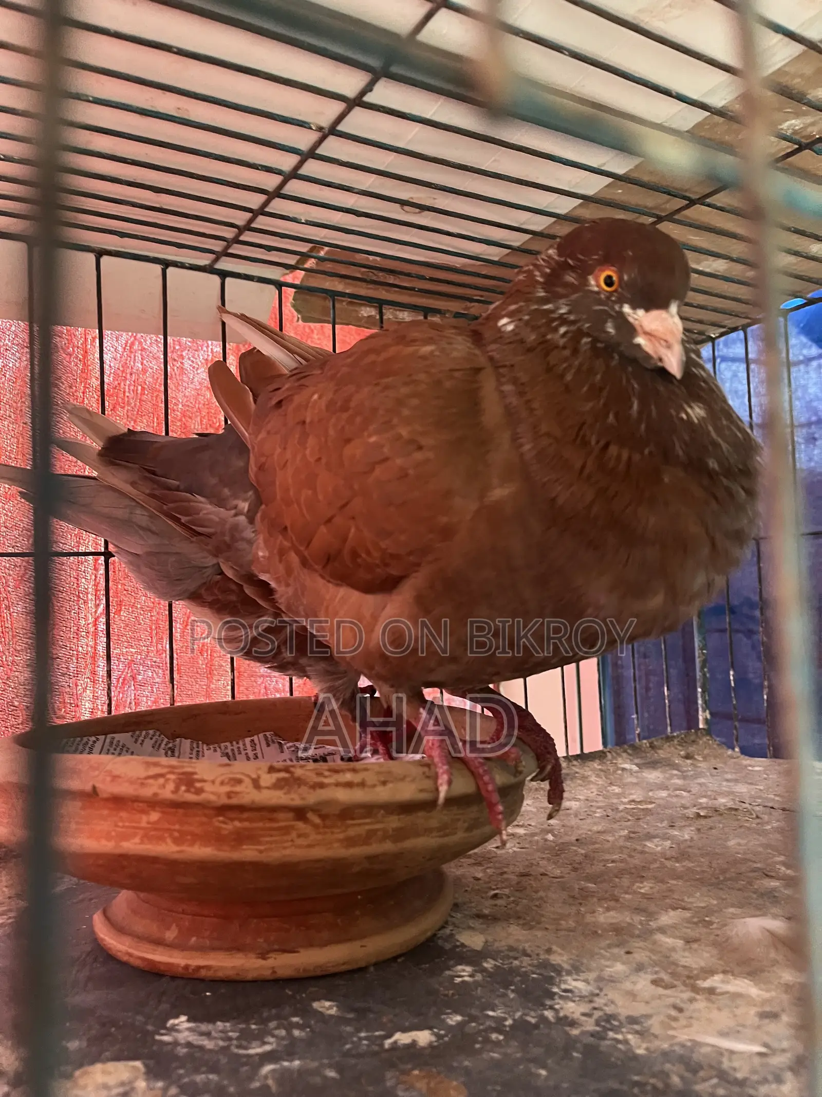 King Pigeon King Kobutor