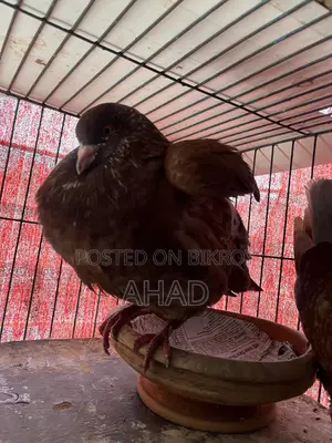 King Pigeon King Kobutor