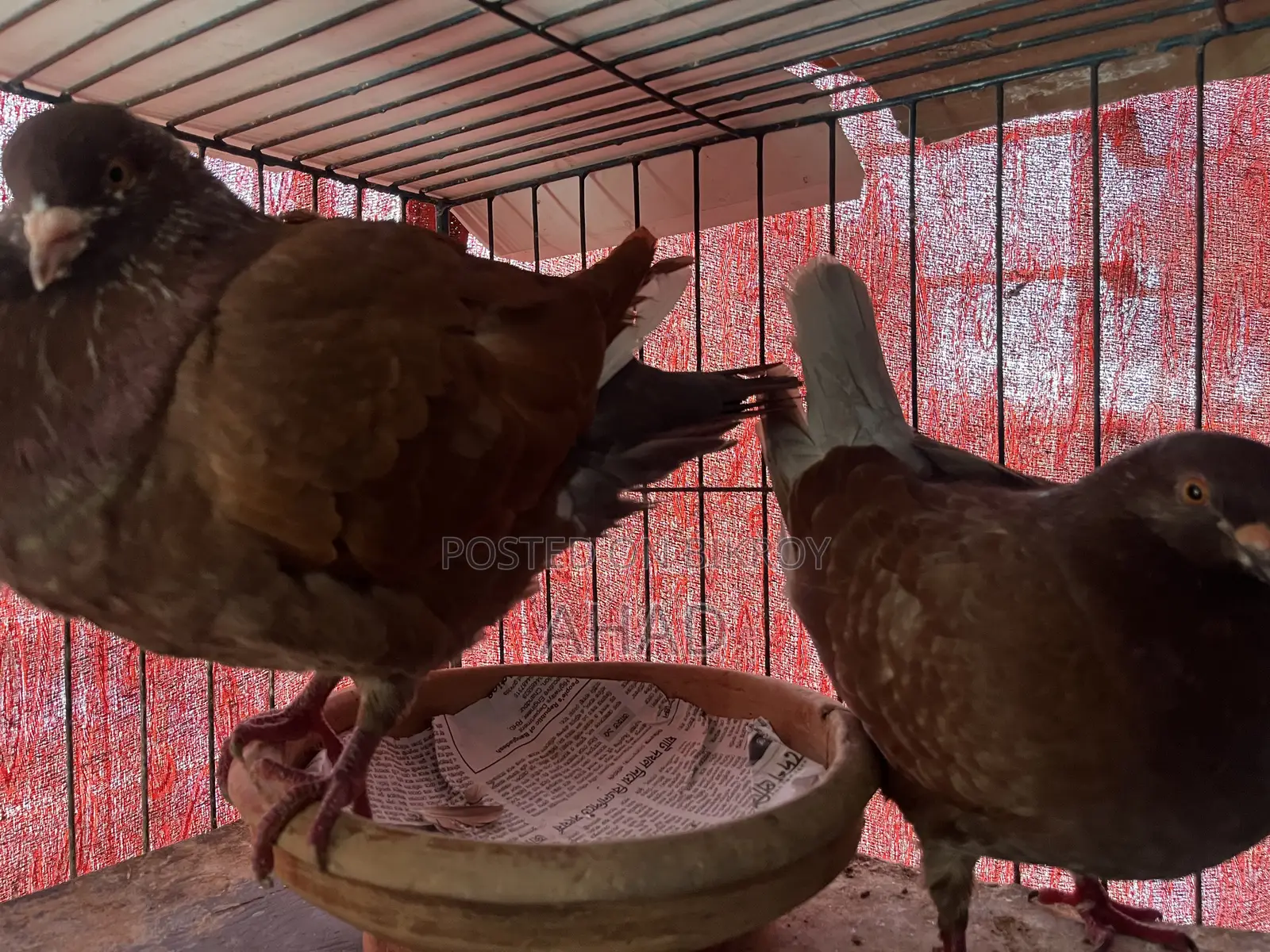 King Pigeon King Kobutor