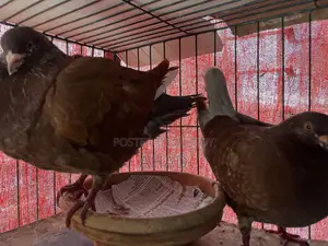 King Pigeon King Kobutor
