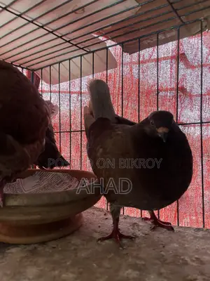 King Pigeon King Kobutor