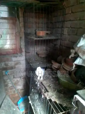 Used pigeon cage for sale