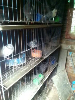 Used pigeon cage for sale
