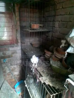 Used pigeon cage for sale