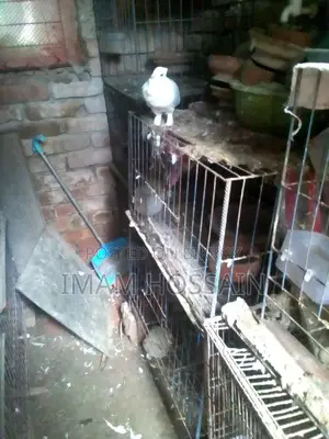 Used pigeon cage for sale