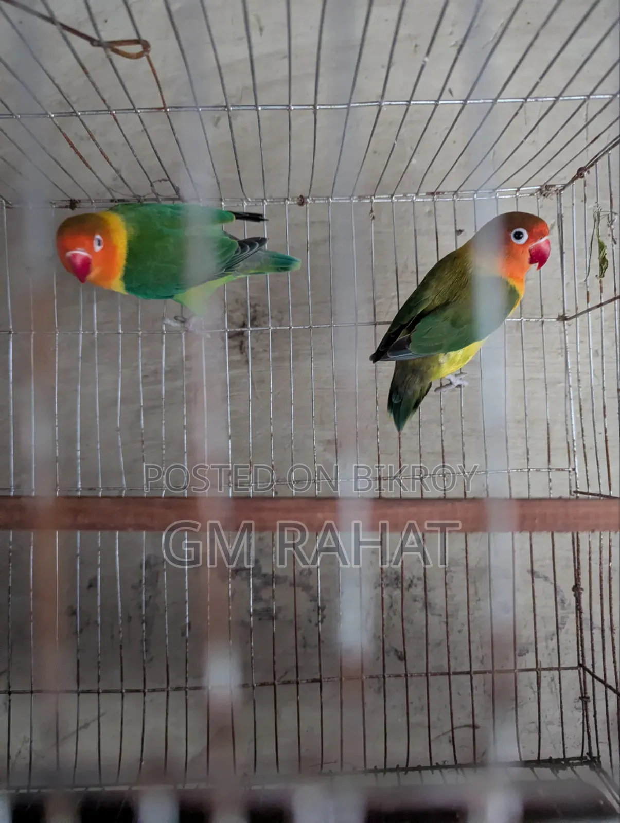 Green Fischer Love Bird