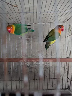 Green Fischer Love Bird