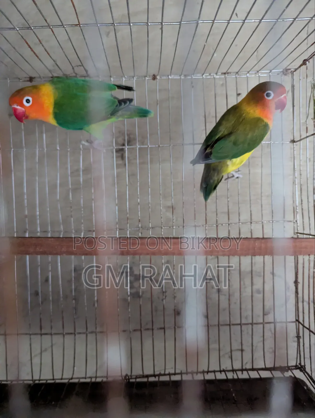 Green Fischer Love Bird