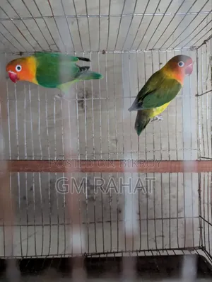 Green Fischer Love Bird