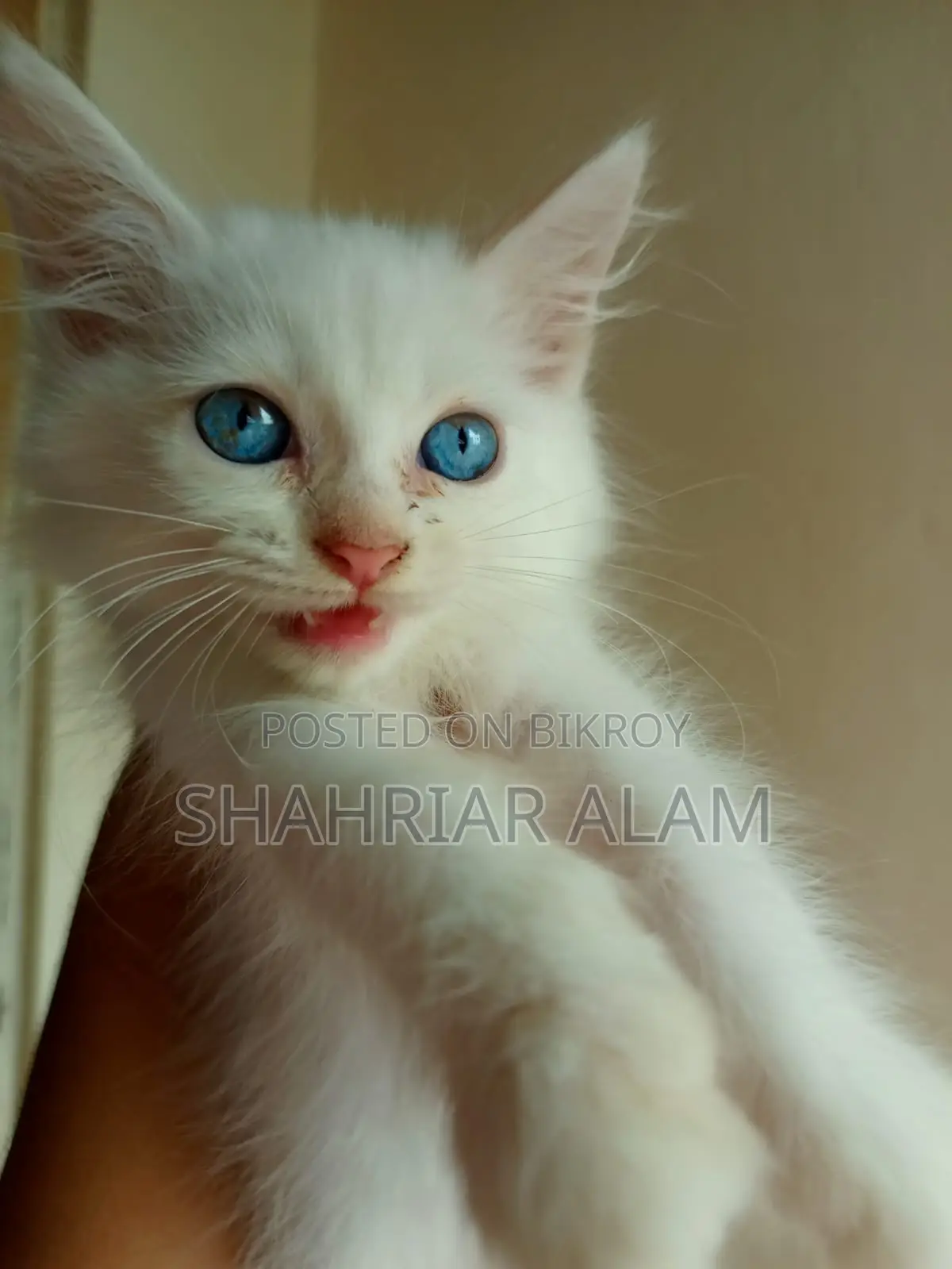 1-3 Months Female Purebred Persian