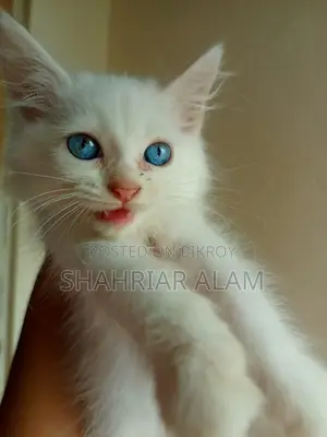 1-3 Months Female Purebred Persian