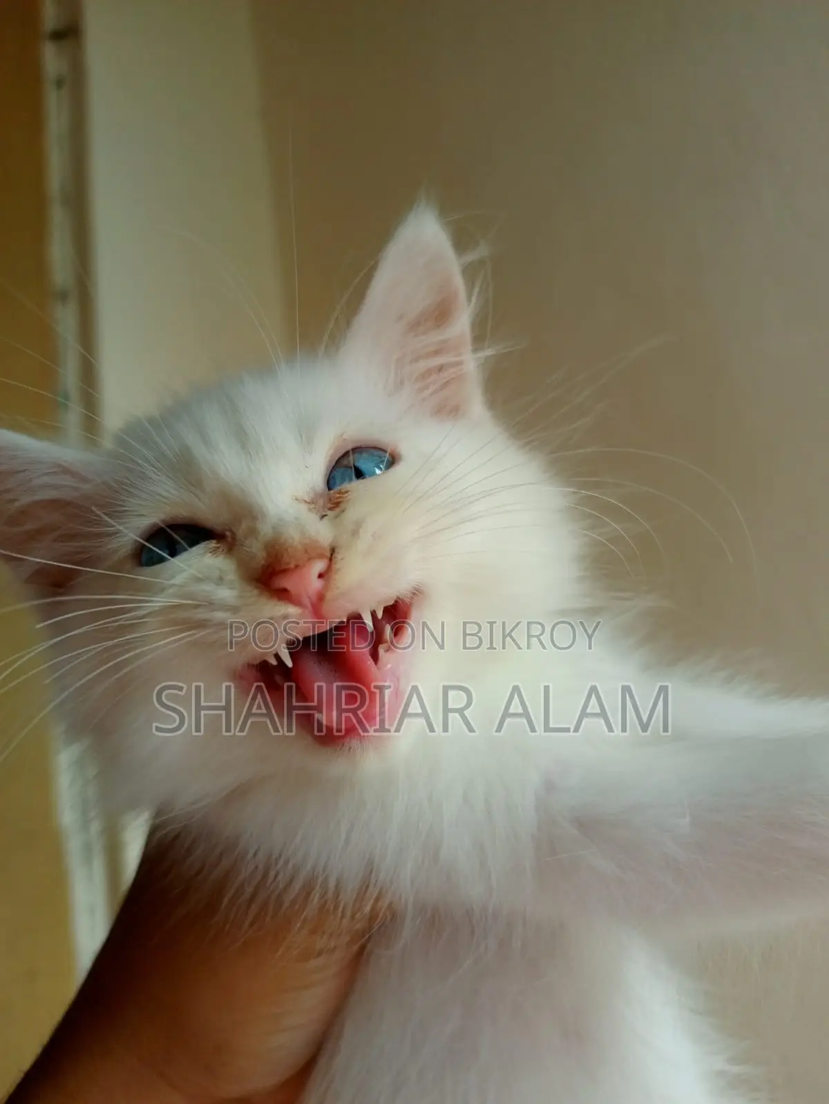 1-3 Months Female Purebred Persian