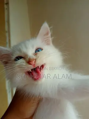1-3 Months Female Purebred Persian