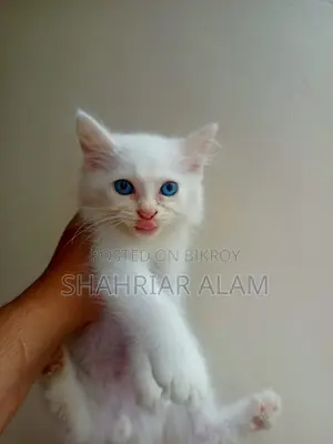 1-3 Months Female Purebred Persian
