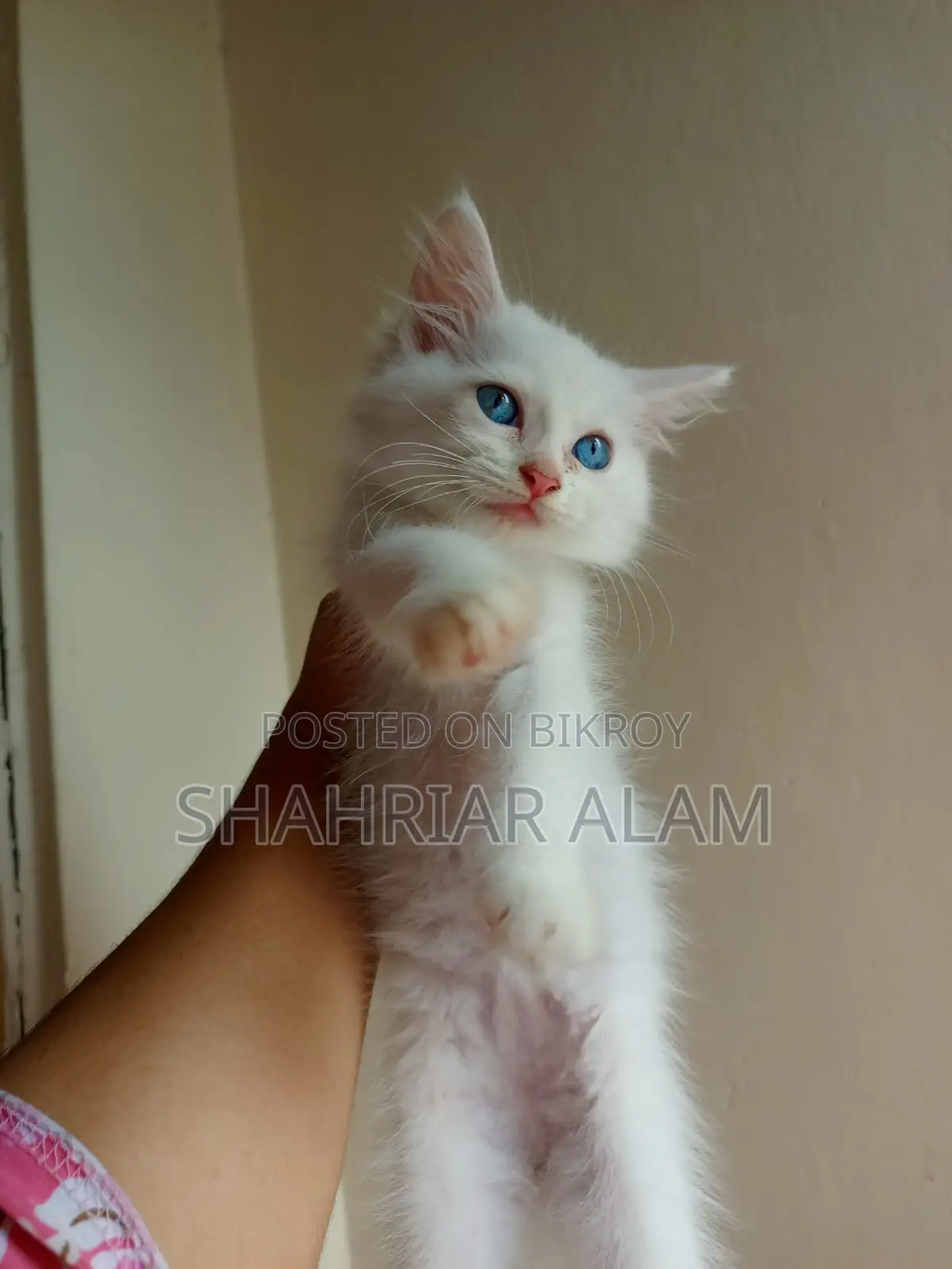 1-3 Months Female Purebred Persian