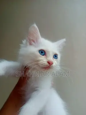 1-3 Months Female Purebred Persian