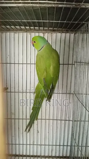 Male Parrot