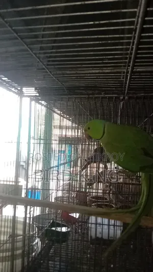Male Parrot