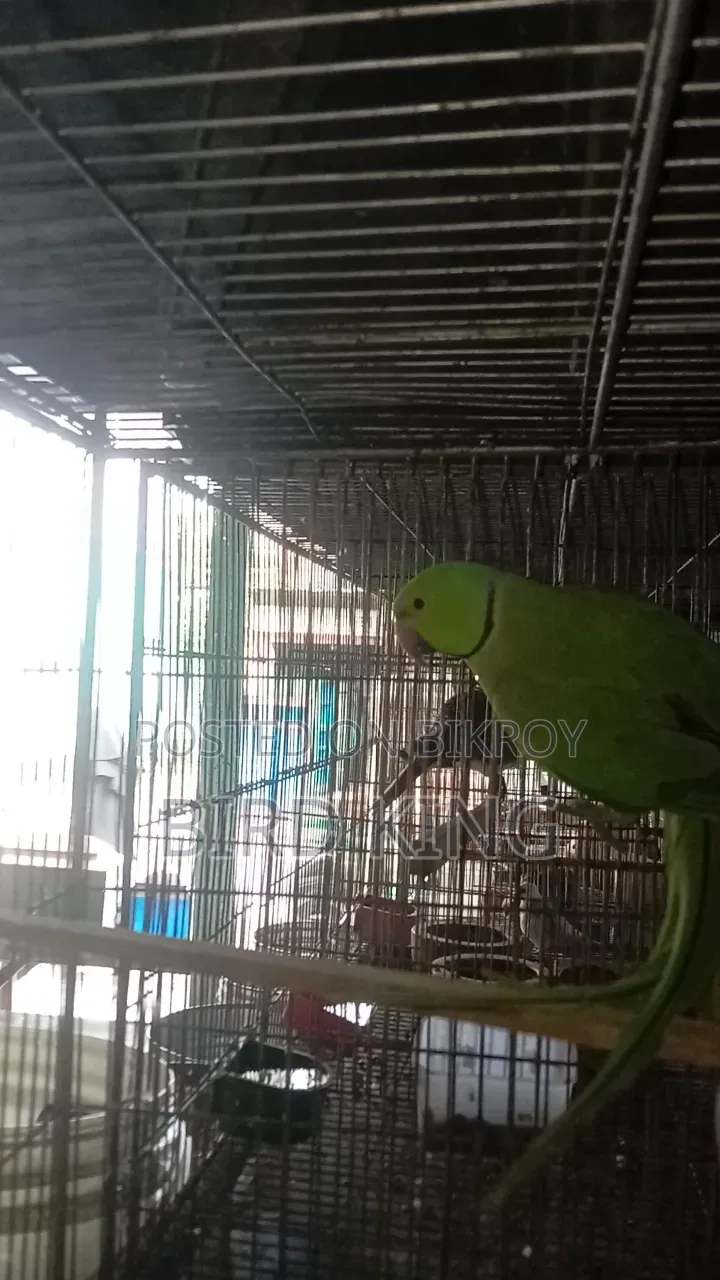 Male Parrot